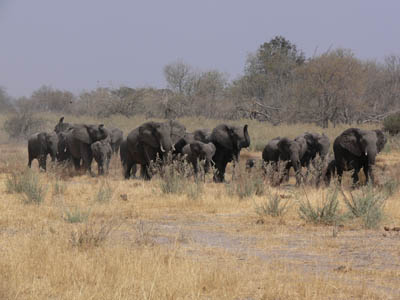 Elefanten Botswana
